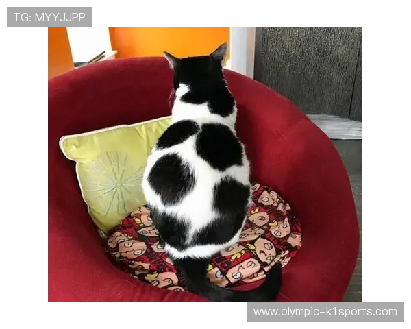 足球球星的宠物猫是什么品种它们在球场外的生活揭秘